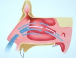 Normal_Nasal_Airflow_sized